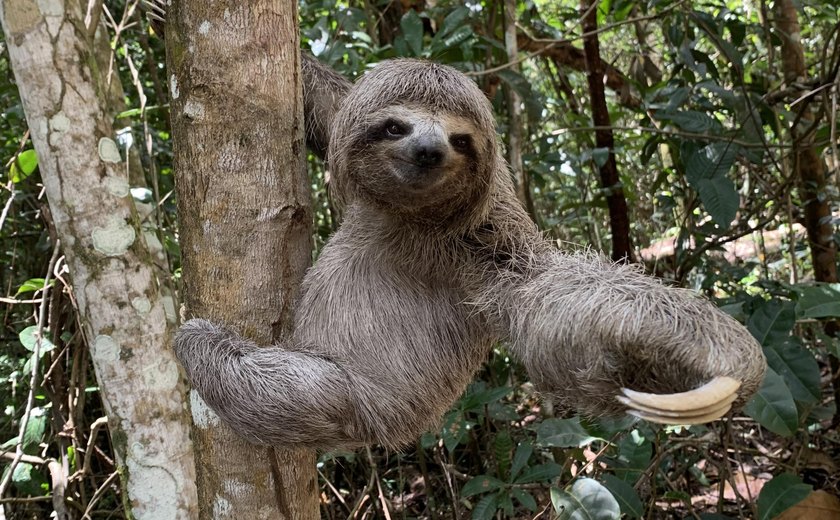 Bicho-preguiça é devolvida à natureza