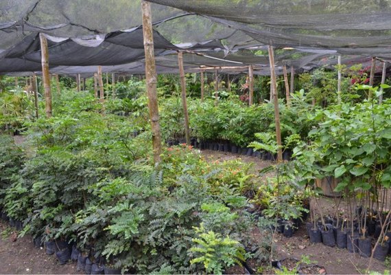 Maceioenses podem adquirir mudas no Parque Municipal