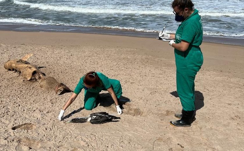 Três animais marinhos são encontrados mortos em praias de Maceió