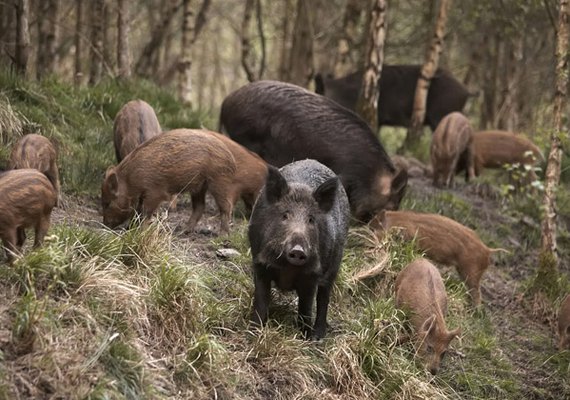 Caçador é confundido com javali e morto a tiros no interior de SP