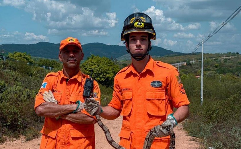 Corpo de Bombeiros registra queda de 23% em ocorrências de captura de animais em Alagoas