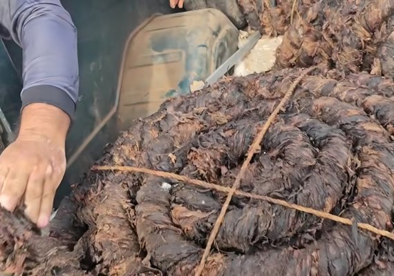 Preço do fumo tem leve alta na feira de Arapiraca