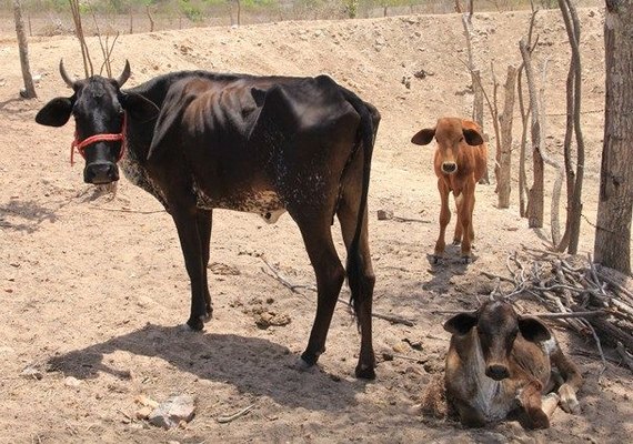 Monitor de Secas indica volta da seca grave em Alagoas em janeiro