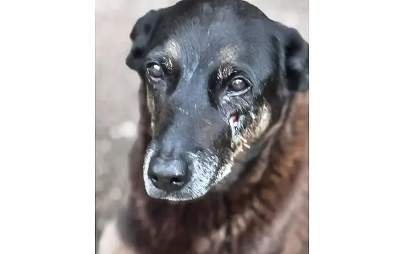 Caso Orelha: polícia pede internação de adolescente envolvido no crime