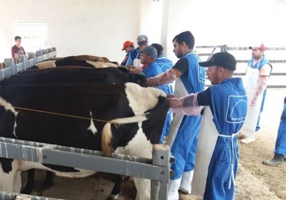 Curso capacita produtores em inseminação artificial de bovinos