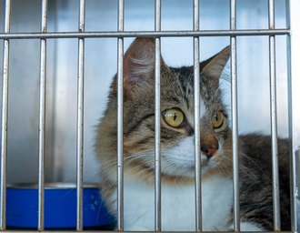 Focinho Responsável realiza nova edição de feira de adoção na Serraria