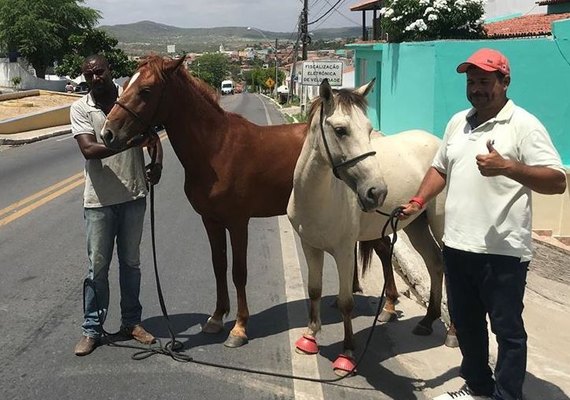 Em dois meses, “Disque Jegue” recolhe 180 animais nas rodovias no Sertão de AL