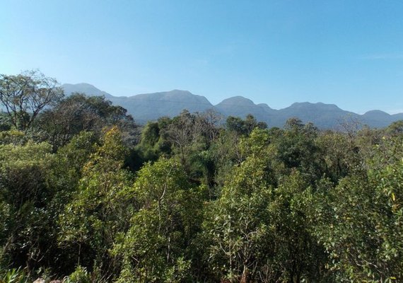 Composto de planta da Mata Atlântica combate leishmaniose e Chagas