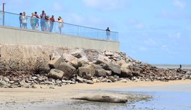 Instituto Biota informa que elefante-marinho foi encontrado morto em Jequiá da Praia