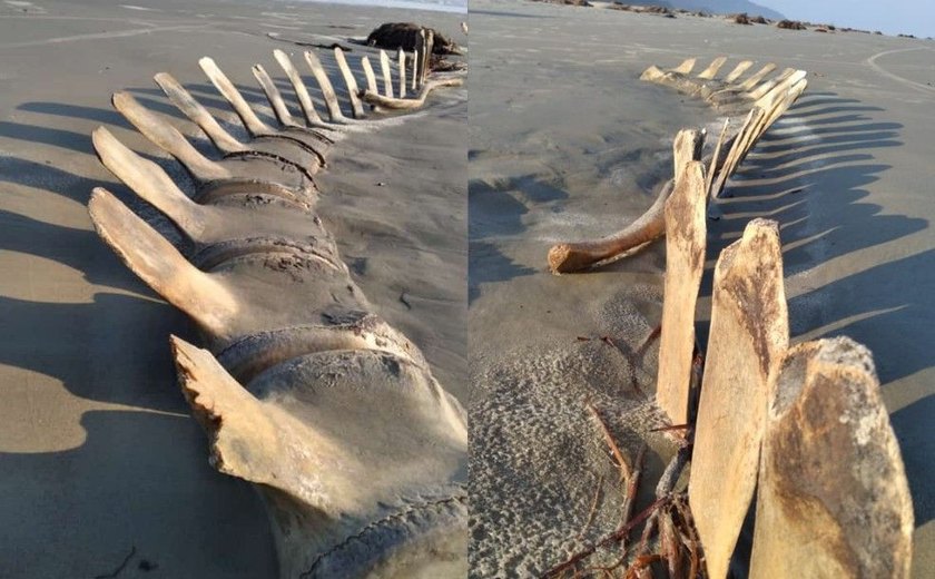 Esqueleto gigante é encontrado em praia do Litoral de São Paulo