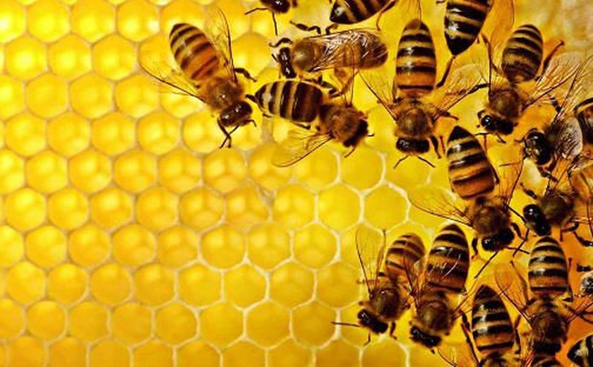 Soro contra veneno de abelhas começa a ser testado em humanos