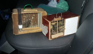 PRF prende homem por crime ambiental em São Miguel dos Campos