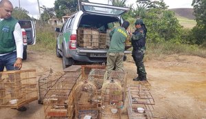 Operação de vários órgãos ambientais resgata animais silvestres em feiras livres