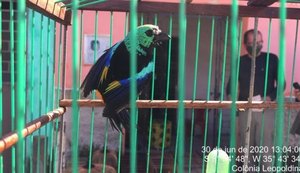 Mais de 200 pássaros são resgatados durante ação conjunta na APA de Murici