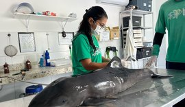 Filhote de golfinho é encontrado morto na praia de Ipioca