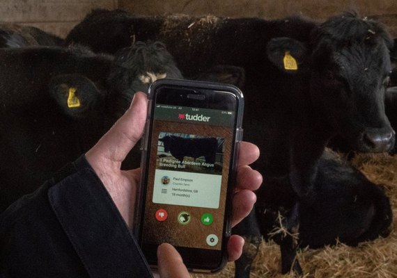 'Tinder para vacas' permite a produtor buscar o gado que deseja