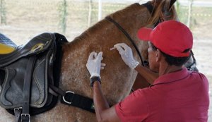 Prefeitura de Marechal Deodoro inicia campanha de vacinação para equinos neste sábado (11)