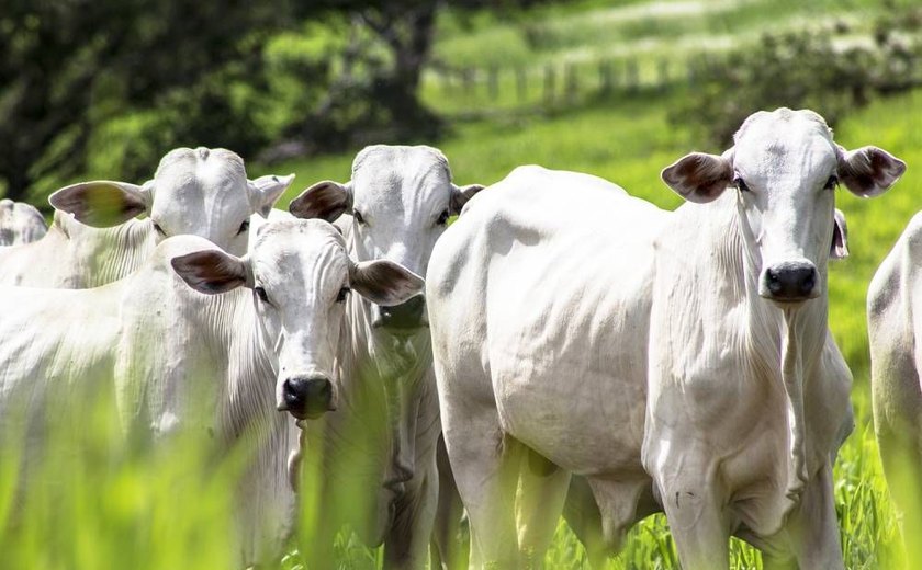 Juiz suspende por liminar exportação de gado vivo em todo o país