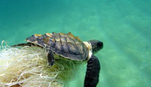 Mergulhadores de Maragogi resgatam tartaruga presa em sacos plásticos