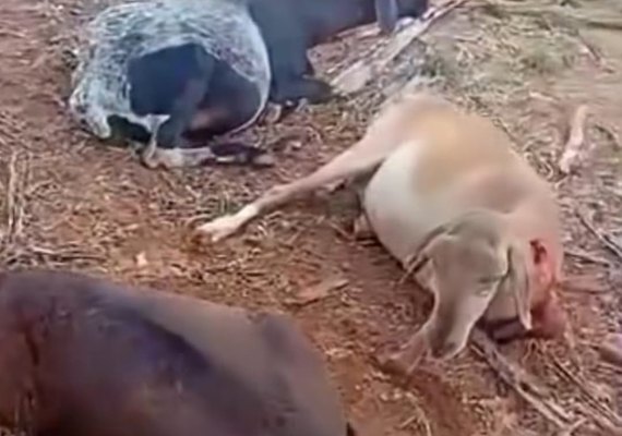 Ovelhas são mortas por suposta criatura misteriosa em Igaci