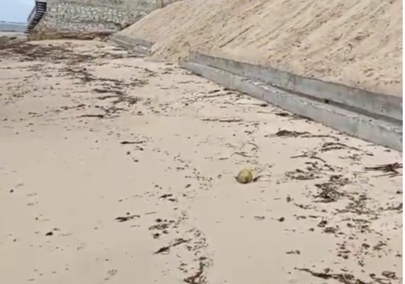 A importância da proteção costeira no litoral alagoano