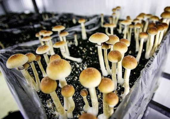 Estudo avalia eficácia de cogumelos alucinógenos para tratamento da depressão