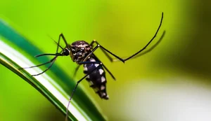 Casos de dengue no Brasil caem 75% em 2026