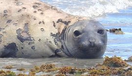 MPF requisita inquérito policial para investigar morte de elefante-marinho em Alagoas