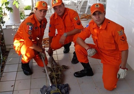 Jacaré-de-papo-amarelo é capturado dentro de condomínio em Maragogi