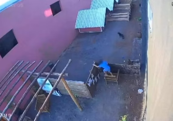 Criança invade hospital veterinário e mata 23 animais no Paraná