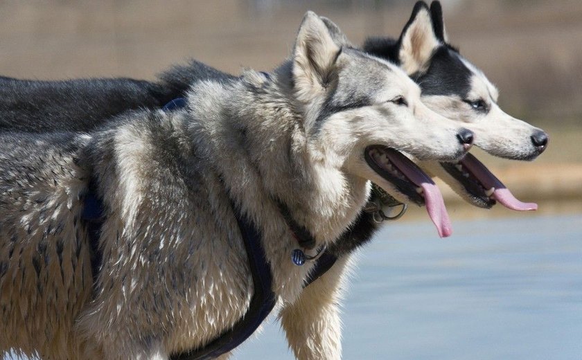 Abrigos culpam 'Game of Thrones' por aumento no abandono de huskies