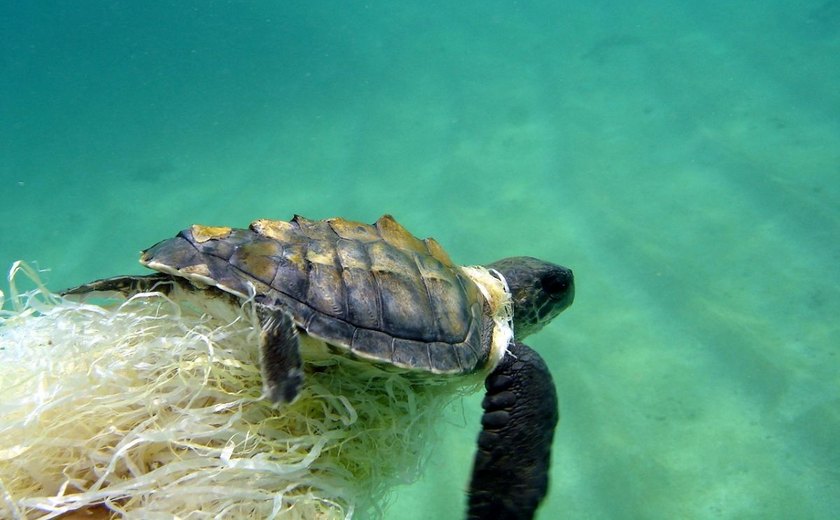 Mergulhadores de Maragogi resgatam tartaruga presa em sacos plásticos