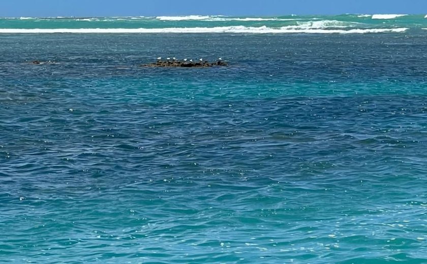 Inscrições abertas para o I Curso de Campo em Ecologia e Sustentabilidade na Costa Nordestina (ECOSTA 2025)