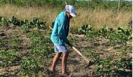 Associação Terra Forte se destaca na produção agrícola entre os municípios de São Sebastião e Junqueiro