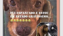 Suspeitos invadem abrigo de animais, roubam local e agridem cachorros