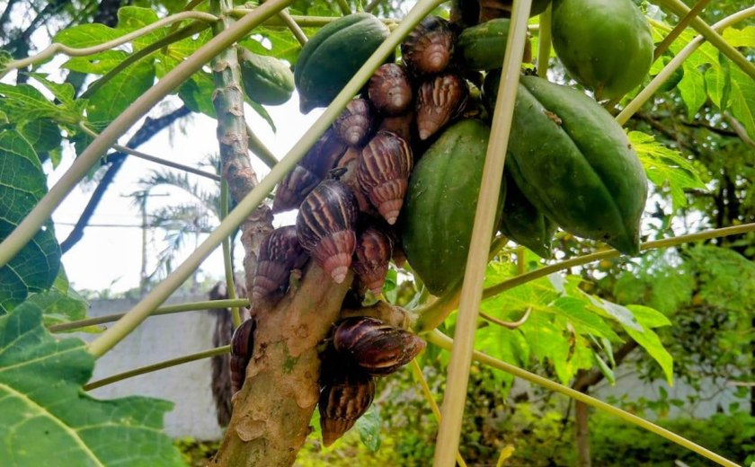 Saúde alerta para alta incidência de caramujos africanos na quadra chuvosa