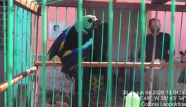 Mais de 200 pássaros são resgatados durante ação conjunta na APA de Murici