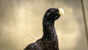 Mutum-de-alagoas volta ao ambiente natural após 30 anos