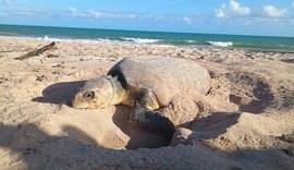 Vídeo: tartaruga-cabeçuda desova durante o dia na Praia do Mirante da Sereia