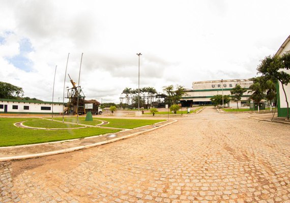 No Mês do Meio Ambiente, cooperativa planta 2 mil mudas de reflorestamento no Vale do Satuba