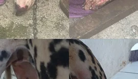 Homem que incendiou casa  da companheira e feriu cachorro é reincidente em violência doméstica