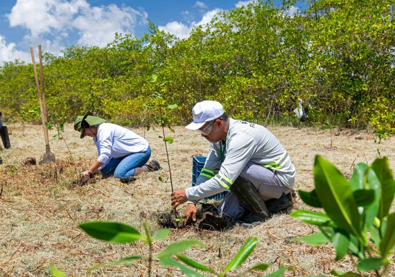 Aflora Mangue vai plantar mais de 60 mil mudas na APA Santa Rita