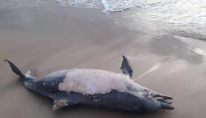 Em dois dias, quatro golfinhos apareceram mortos nas praias de Alagoas