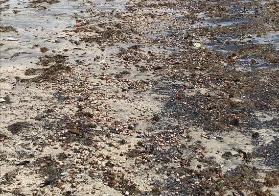 Mais mariscos aparecem mortos na Praia de São Bento