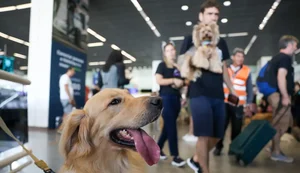 Convívio com animais traz benefícios à saúde física e mental do tutor