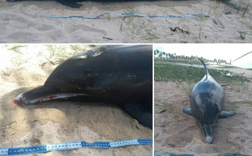 Golfinho é encontrado morto em praia de Paripueira