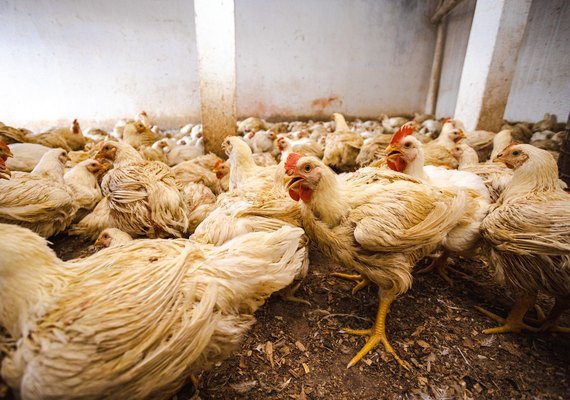 FPI interdita abate clandestino de aves em Canapi, Sertão alagoano