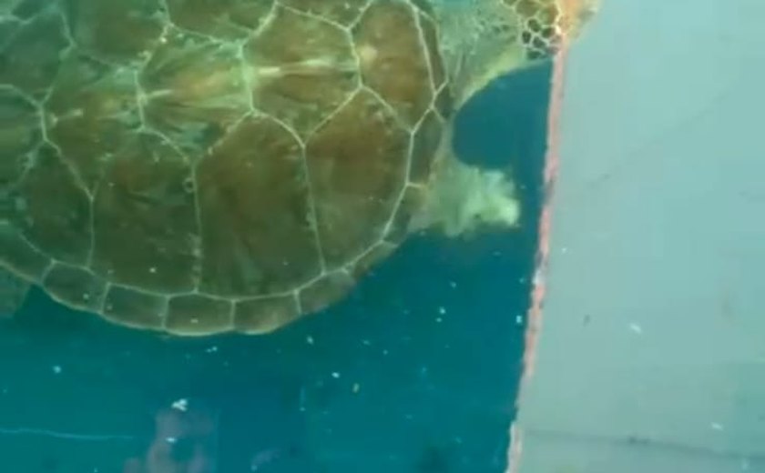 Vídeo: Instituto Biota realiza soltura de tartaruga marinha reabilitada nesta terça-feira (4), em Riacho Doce