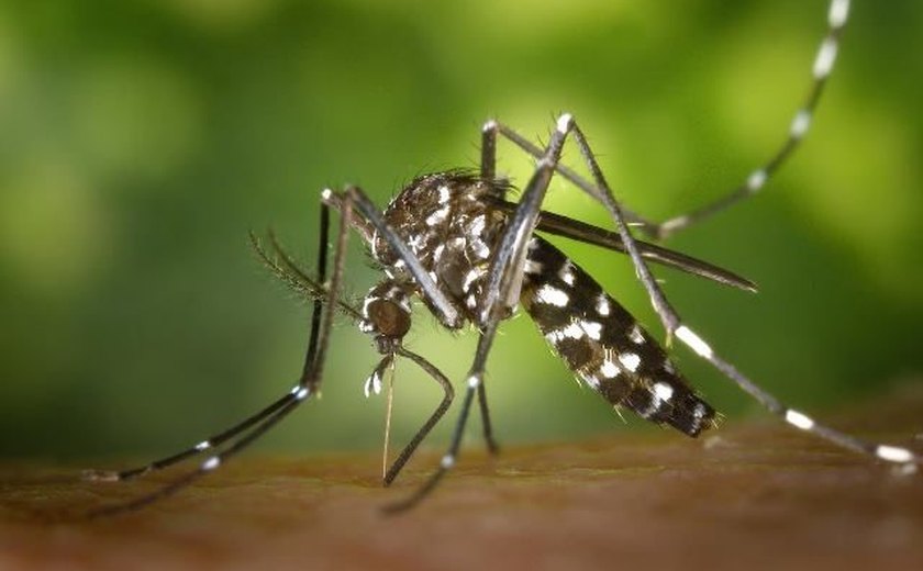 Alagoas tem 24 cidades em alerta ou risco de surto de dengue, chikungunya e zika