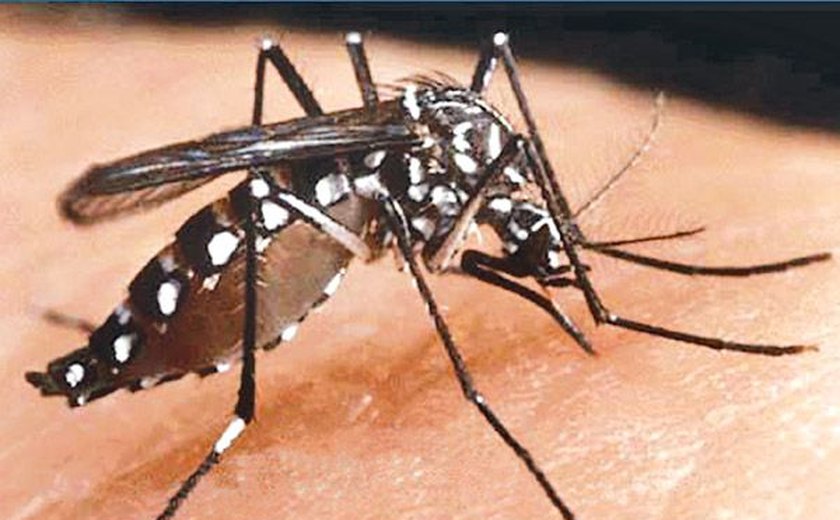 Saiba a diferença entre zika, dengue e chikungunya
